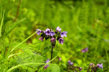 purple lungwort flowers after the rain on a sunny blurred background