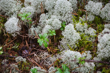 Pine and coniferous forest in Latvia with moss