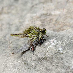 the birth of a green dragonfly from the larvae closeup.