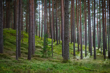 Pine and coniferous forest in Latvia with moss