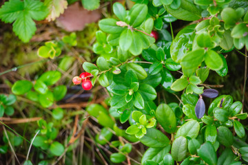 red wild berries in pine and coniferous forest in Latvia with moss