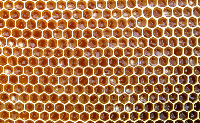 Background texture and pattern of a section of wax honeycomb from a bee hive filled with golden honey in a full frame view.
