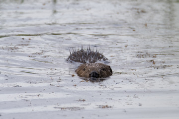  Eurasian beaver / European beaver (Castor fiber) swimming in river