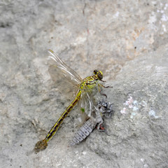 the birth of a green dragonfly from the larvae closeup.