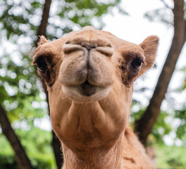 funny smiling camel head shot portrait, close up, eye selective focus