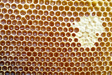 Background texture and pattern of a section of wax honeycomb from a bee hive filled with golden honey in a full frame view.