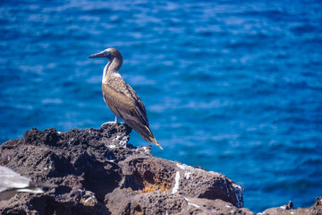 Blue footed  booby, San Cristobal, Galapagos