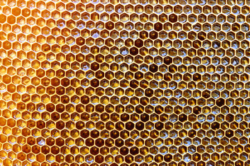 Background texture and pattern of a section of wax honeycomb from a bee hive filled with golden honey in a full frame view.