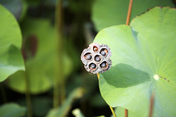 Lotus seed pods that grow The wilt on the waterfront, Used to cook food