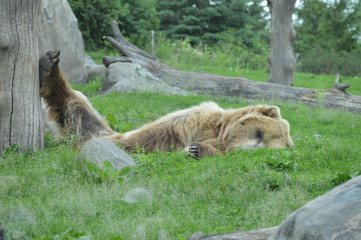 Grizzly bear sleeping in the grass