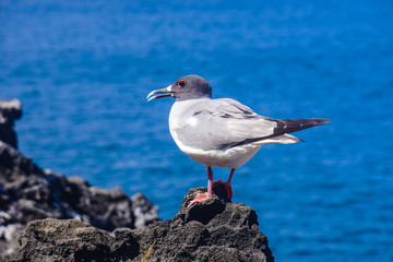 Blue footed  booby, San Cristobal, Galapagos