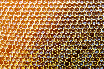 Honeycomb from a bee hive filled with golden honey in a full frame view. Background texture.