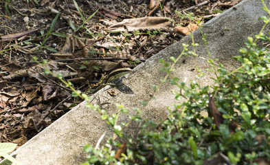 Skink, as reptiles live under the tree is crawling on the floor in the morning
