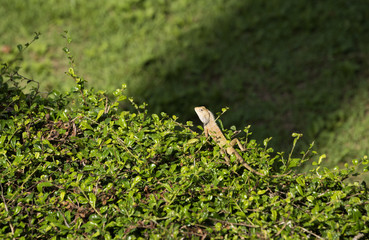 Red chameleon staring ahead, perched on a tree