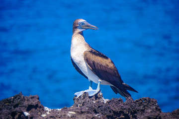 Blue footed  booby, San Cristobal, Galapagos