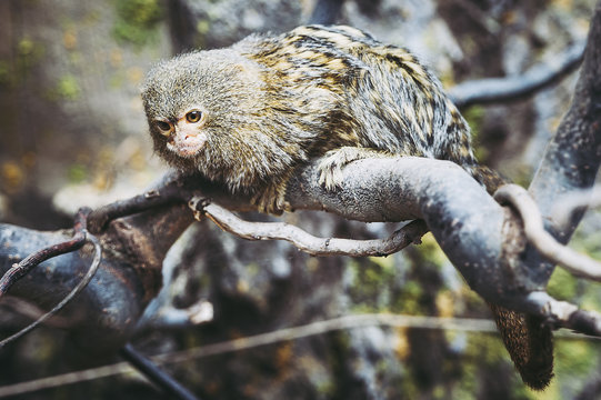 Ouistiti Images Browse 587 Stock Photos Vectors And Video Adobe Stock