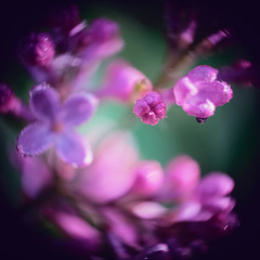 Inflorescence of lilac. Macro