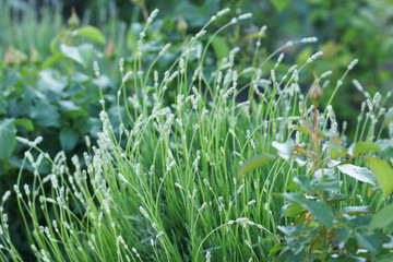 White lavender blooms in summer