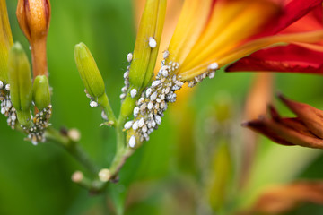 ユリの花に集まった白いキスゲフクレアブラムシのアップ