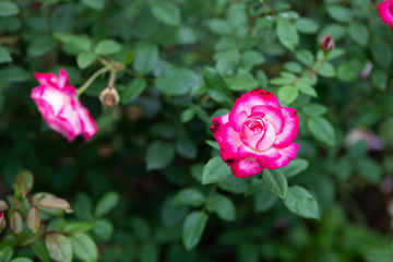 ピンクと白のばら「聖火」の花のアップ	