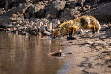 Fototapeta premium Fox drinking