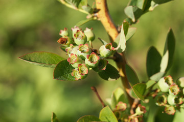 Berries of blueberry ripen in summer