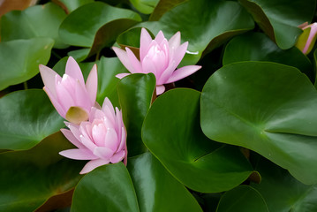 Lotus flower bloom with green leaf background .