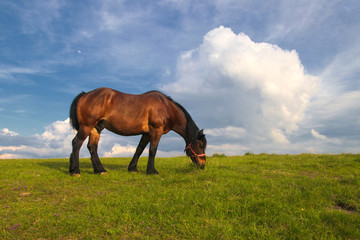 Fototapeta na wymiar Sorrel horse grazing on the meadow