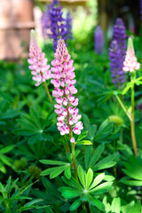 Purple and pink lupin bunch. Lupin on blurred summer flower background
