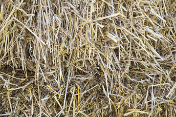 Texture hay close up in color. Feed and litter for cows, horses, goats and sheep. Аgricultural background.