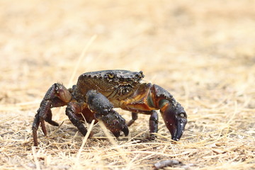 Crab