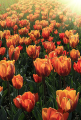 Beautiful bright spring tulips glowing in sunlight