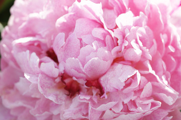 Peony blooms in the garden