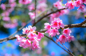 Sakura flower