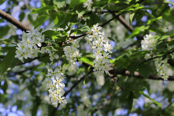 Branches of flowering bird-cherry