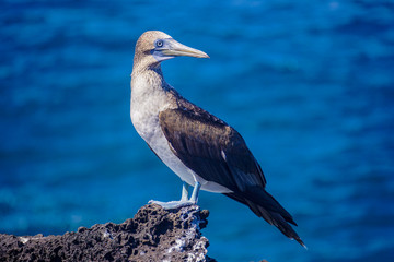 Blue footed  booby, San Cristobal, Galapagos