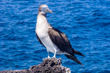 Blue footed  booby, San Cristobal, Galapagos
