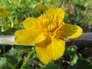 Caltha palustris  yellow on the swamp