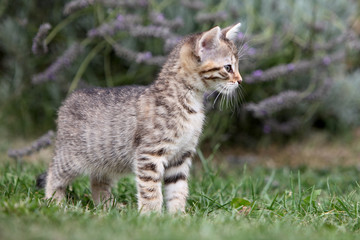 Naklejka na ściany i meble Small gray striped european shorthair cat plays in the garden and climbs trees 