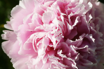 Peony blooms in the garden