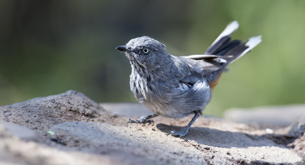 Chestnut Vented Tit-Babbler drinks water from a waterhole in Kalahari desert