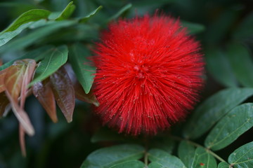 Red powder puff (Calliandra haematocephala) in an outdoor garden. 