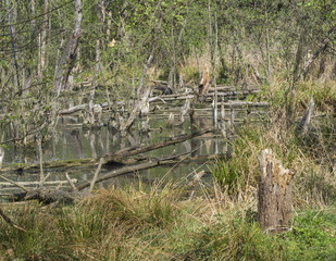 logs and trees in swamp lake, spring marchland water landscape