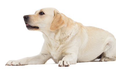 beige labrador dog on a white background
