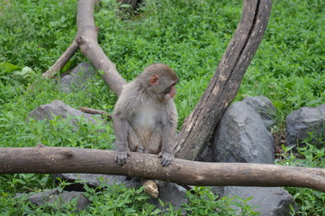 A Snow monkey