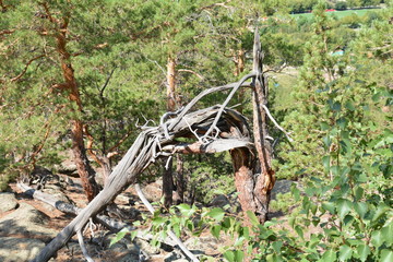 Fototapeta premium wonder of nature