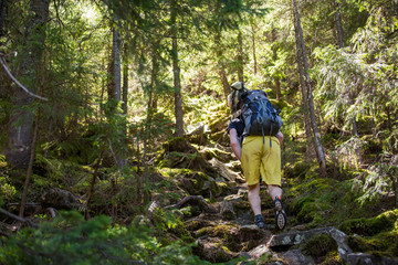 Hikers on a trail in a wood