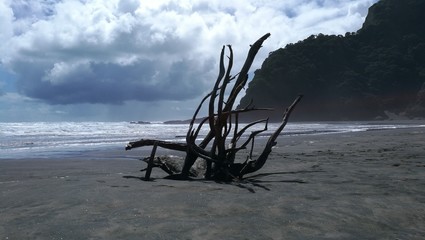 tree trunk at black beach