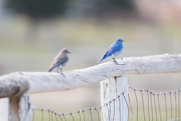Bluebird sitting on a wooden fence