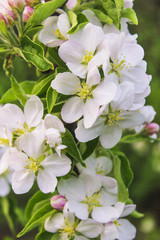 Flowering apple tree branch